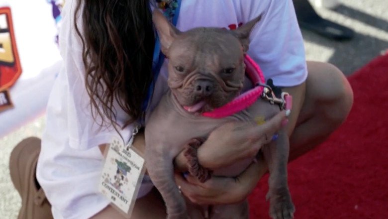 Petunia nabs the title in the “World’s Ugliest Dog Contest.” See photos of her fierce competitors