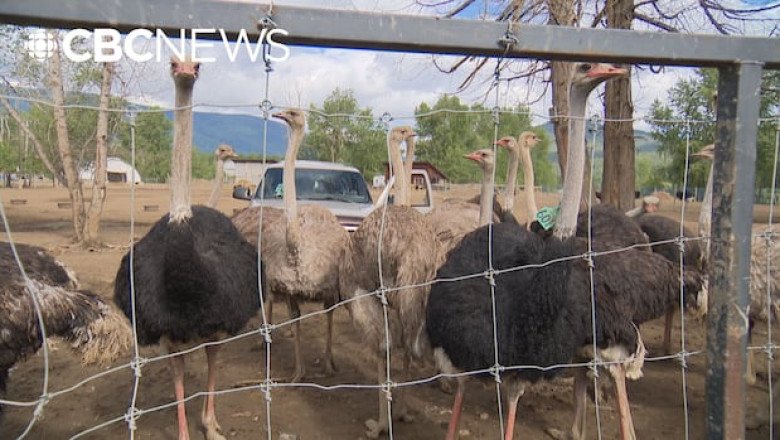 Supporters head for B.C. ostrich farm as it preps application to Supreme Court to stop cull order