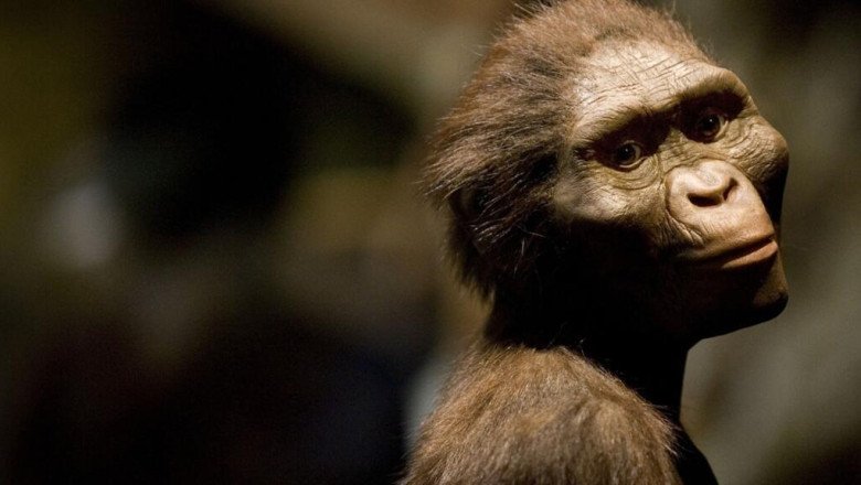 The Bright Side: 3-million-year-old remains of human ancestor get first European showing in Prague