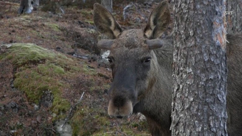A border-crossing moose named Emil keeps wandering on the streets — and train tracks — of Austria