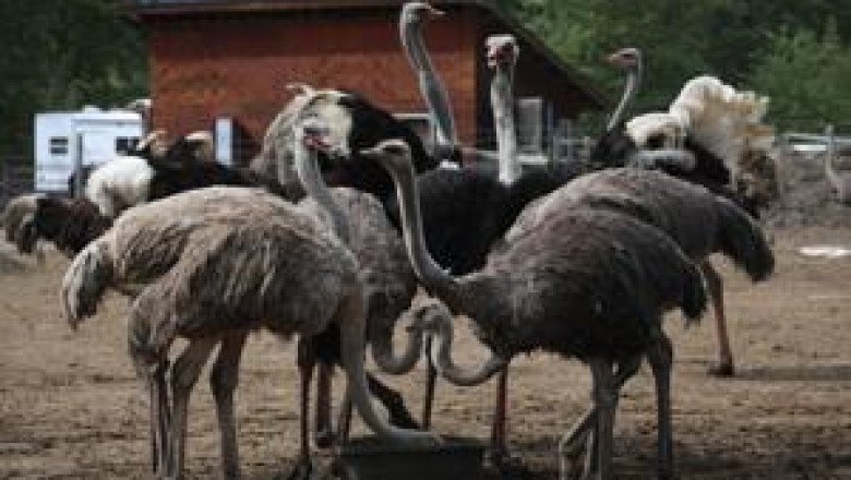 Judge says ostrich cull must be allowed to proceed, rejects B.C. farm's bid for stay