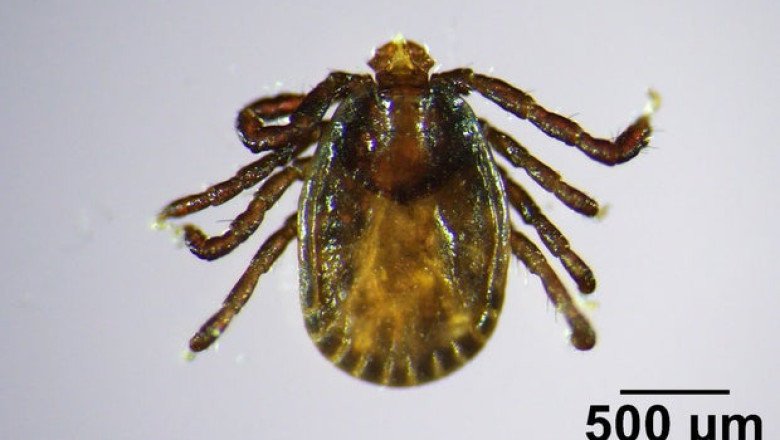The invasive Asian longhorned tick has been spotted in a new part of the U.S. Here’s what to know.