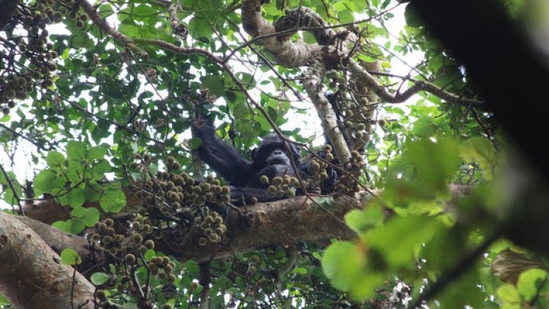 Wild chimpanzees consume the equivalent of 2 cocktails a day in the form of boozy fruit, research finds