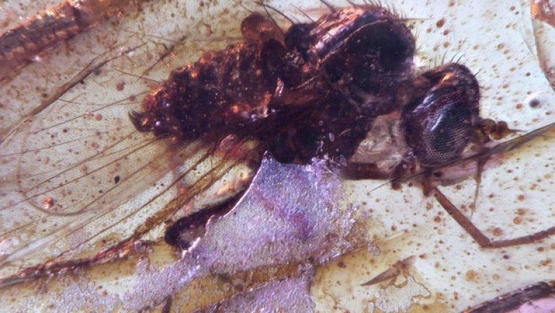 Prehistoric insects trapped in amber give glimpse into ancient life on Earth: “Little windows into the past”