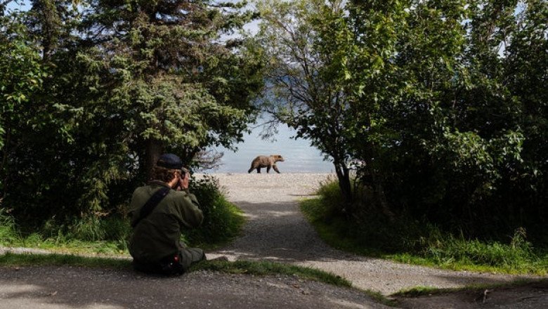 Meet the 2025 Fat Bear Week contenders as Alaska national park kicks off voting