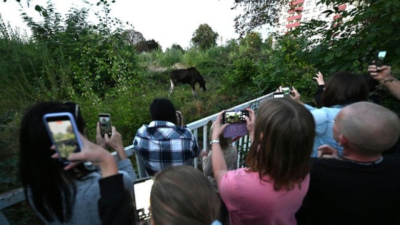 Wayward moose captured, tranquilized after roaming across central Europe, racking up thousands of fans on social media