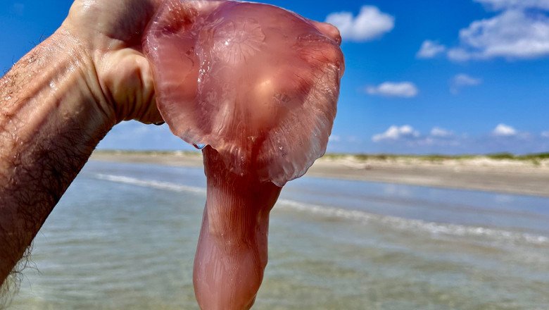 Stinging pink meanie jellyfish spotted washing ashore along Texas coast